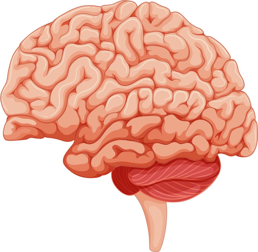 The Human Brain: Nature’s Supercomputer